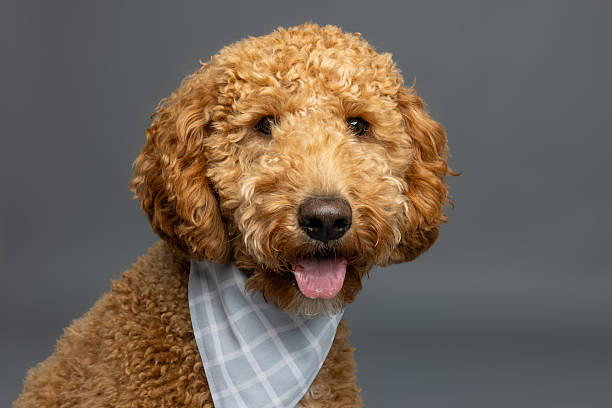 istock Curly Brown Dog with Checkered Bandana 2235440697