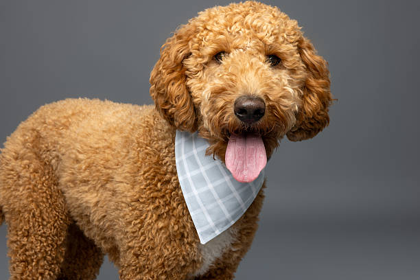 istock Brown Curly Dog with Checkered Bandana 2235440702