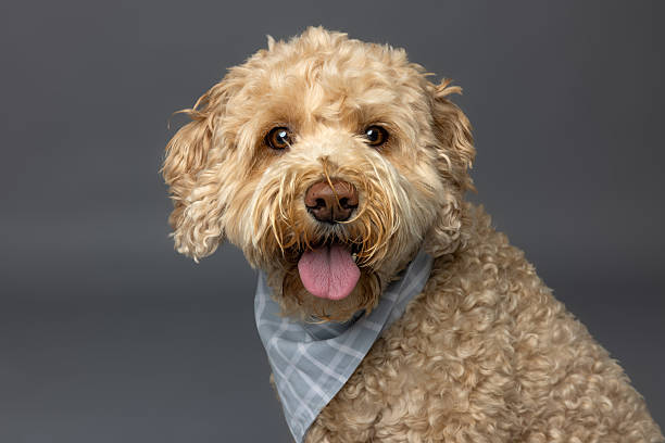 istock Fluffy Cream Dog with Checkered Bandana 2235440710