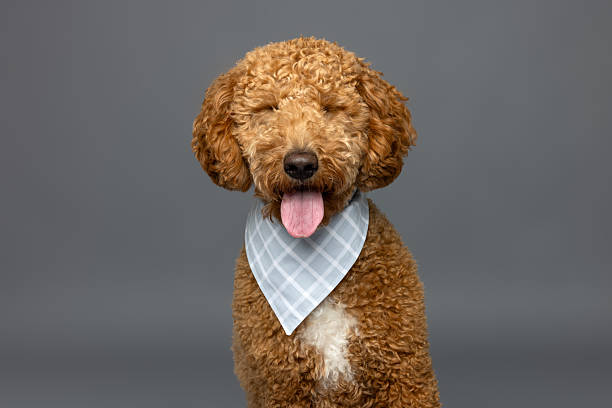 istock Smiling Brown Dog with Bandana 2235440712