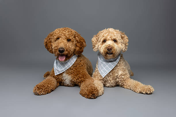 istock Two Curly Dogs in Checkered Bandanas 2235440726