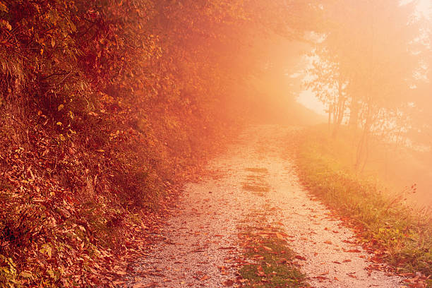 Beautiful sunny autumn landscape with fallen dry red leaves, road through the forest, trees and morning mist