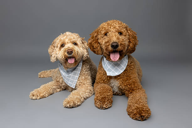 istock Happy Dogs with Matching Bandanas 2235440780