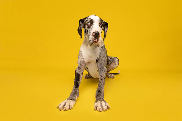 istock Great Dane Sitting on Yellow Background 2235440953