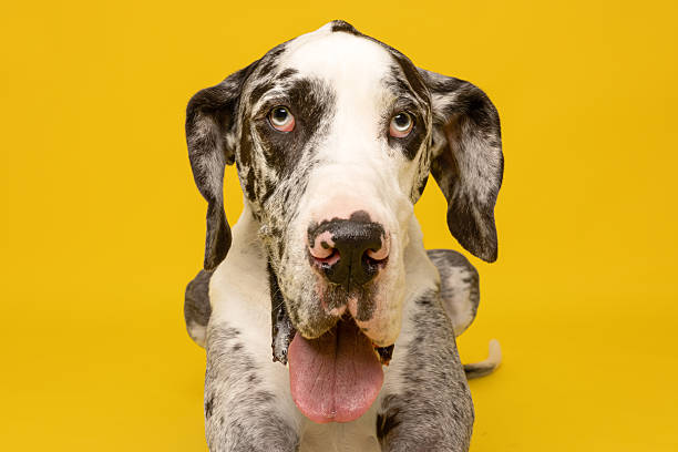 Close-Up Portrait Of Dog On Beach Against Sky