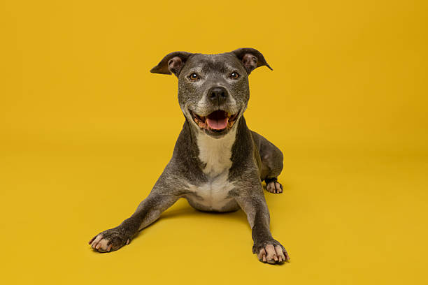 istock Happy Pit Bull on Yellow Background 2235441759