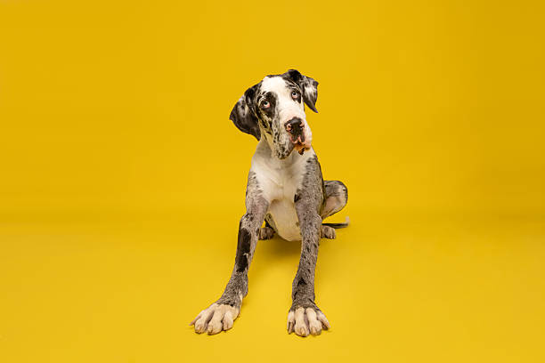 istock Great Dane Puppy on Yellow Background 2235441789