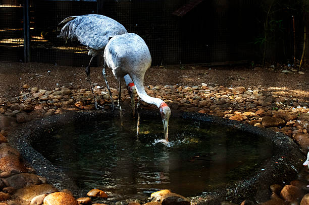 A pair of Brolgas (Grus rubicunda) foraging for food in water at a Wildlife Park in Sydney, NSW, Australia (Photo by Tara Chand Malhotra)