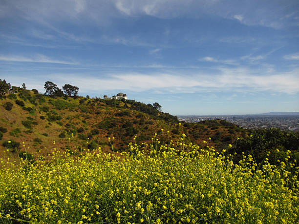 istock Griffith Observatory with Yellow Mustard Flowers 2235442051