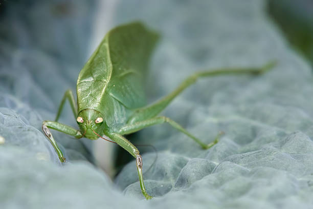 Front view of an adult bush cricket on a kale leaf; macro photography captured in an orchard in the eastern Andean mountains of central Colombia, near the town of Villa de Leyva.