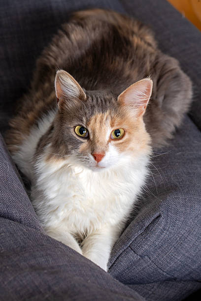 istock Pet animal; cute calico cat 2235442482