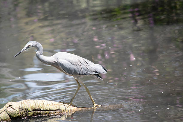 Langkawi : Single Egretta sacra ( dark morph) eating small fish from the Andaman sea