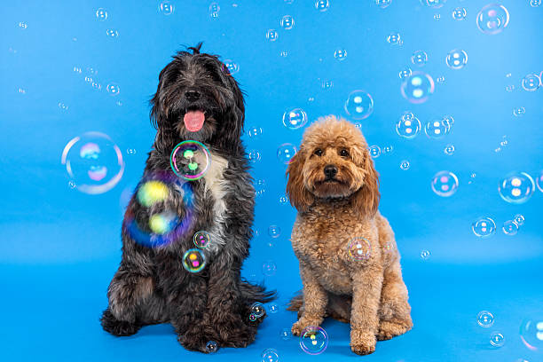 istock Two Dogs Sitting with Bubbles on Blue Background 2235444236