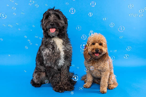 istock Two Dogs Sitting on Blue Background with Bubbles 2235444429