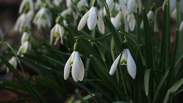 istock Snowdrop Flowers Blooming in Early Spring Forest, Poland 2235444546