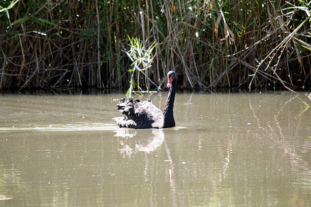 the black swan has black feathers edged with white on its back and is all black on the head and neck.  It has a red beak with a white stripe and red eyes