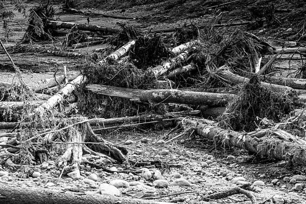 In the aftermath of the August 10, 2025 landslide in Tracy Arm, Alaska—which triggered a tsunami powerful enough to register on the Richter scale—this image documents the destruction along the remote shores of Williams Cove. I was the one of the first photographer to reach and capture the scene, showing uprooted trees, stripped shoreline, and the force of a glacier-generated tsunami reshaping the Alaskan wilderness.