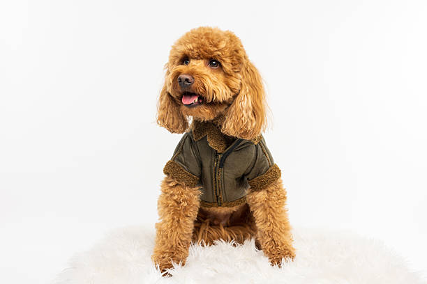 Fluffy brown dog sitting upright on a soft white rug, dressed in a green jacket and looking to the side.