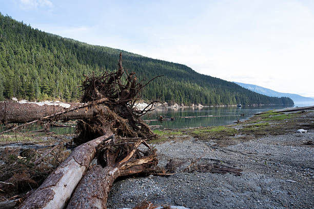 istock Williams Cove, AK Shoreline and Tusnami Damage 2235445928