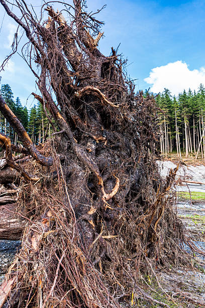 In the aftermath of the August 10, 2025 landslide in Tracy Arm, Alaska—which triggered a tsunami powerful enough to register on the Richter scale—this image documents the destruction along the remote shores of Williams Cove. I was the one of the first photographer to reach and capture the scene, showing uprooted trees, stripped shoreline, and the force of a glacier-generated tsunami reshaping the Alaskan wilderness.