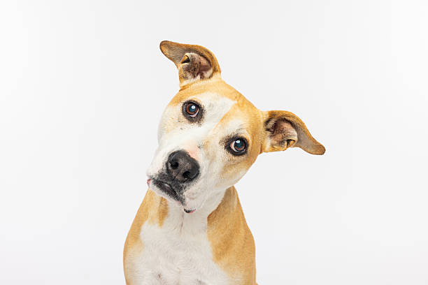 istock Curious Brown and White Dog with Head Tilt 2235446688