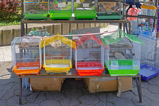 istock Birds Cages Street Market 2235446859