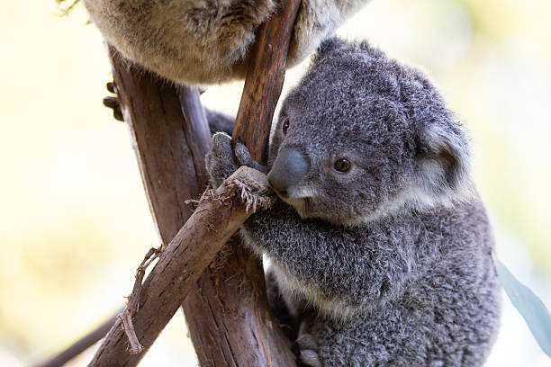istock A fluffy baby koala climbs a eucalyptus tree in a rainforest 2235450501