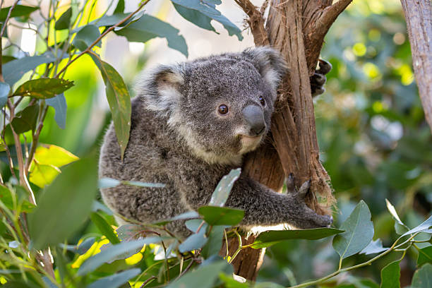 istock A fluffy baby koala climbs a eucalyptus tree in a rainforest 2235450506