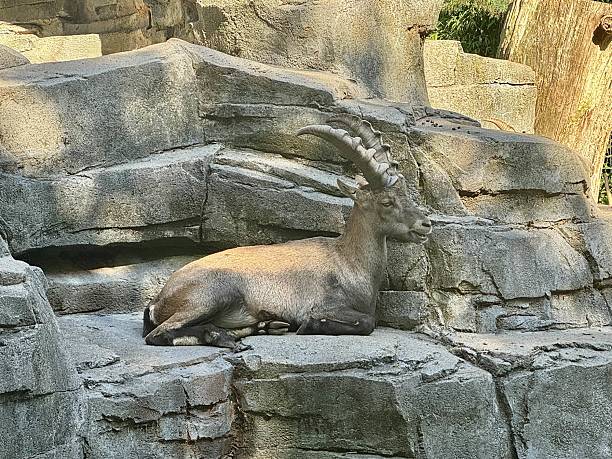 istock Alpine ibex resting on rocky cliff 2235450561