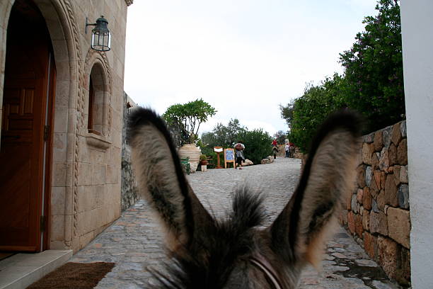 From between the tall, fuzzy ears of a donkey, the landscape opens in a charming frame — featuring a street and low stone fences. The soft curve of the animal’s ears adds warmth to the scene, as if inviting you to see the world from a gentle companion’s point of view.
