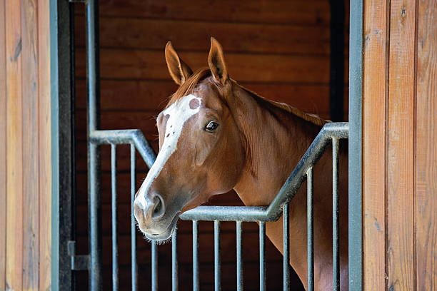 istock Chestnut horse with white blaze 2235452364