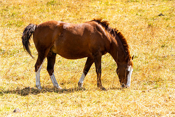 Wild horses in the mountains