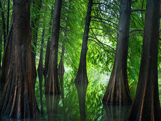 istock Metasequoia glyptostroboides wood 2235453391