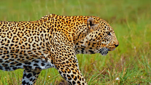 istock Big Cat Traversing Grasslands in Masai Mara 2235454394