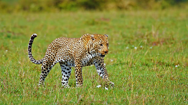 istock Wild Feline Exploring Grasslands in African Reserve 2235454396