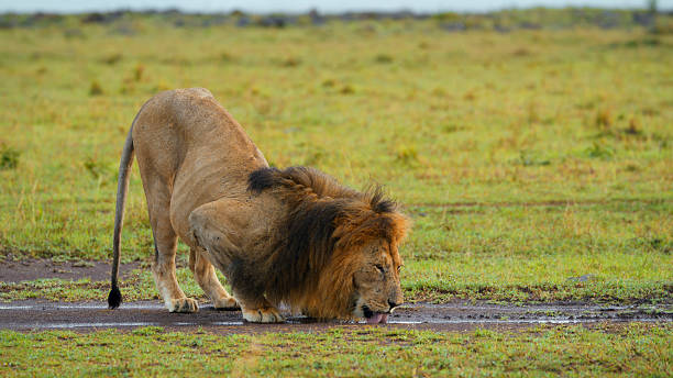 A lion bending down to drink from a puddle in the expansive savannah landscape of Masai Mara, Kenya. The scene showcases the natural behavior of wildlife in their native habitat featuring open grasslands.