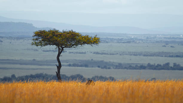Acacia tree standing alone in Masai Mara National Park featuring expansive grasslands and distant rolling hills. The natural landscape creates a serene and picturesque setting under a vast sky.