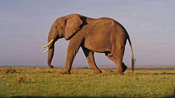 istock Giant Mammal Traversing the Masai Mara Plains 2235454472