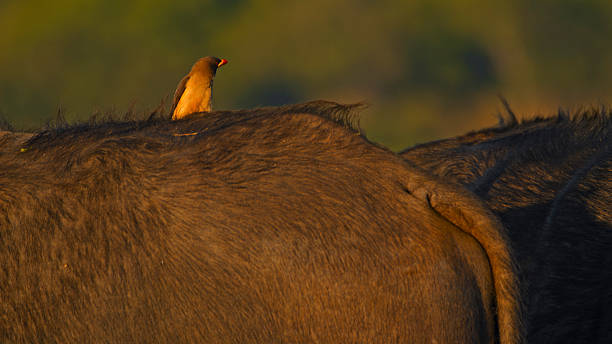A red-billed oxpecker resting on the back of an African buffalo in a natural setting featuring lush greenery. The bird engaging in a mutualistic behavior, contributing to the ecological balance of the ecosystem.