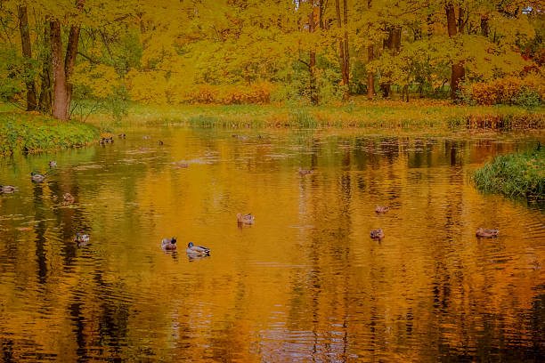 A river, yellowed leaves on the trees, and natural surroundings