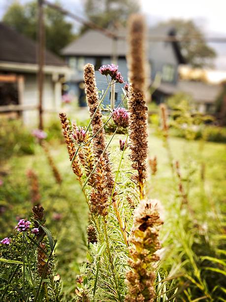 istock Liatris spicata - Blazing Star - Gayfeather 2235457408