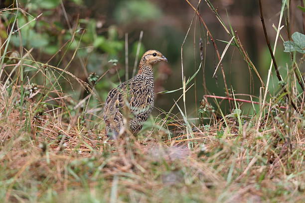 istock The black francolin (Francolinus francolinus asiae ) female in India 2235458640