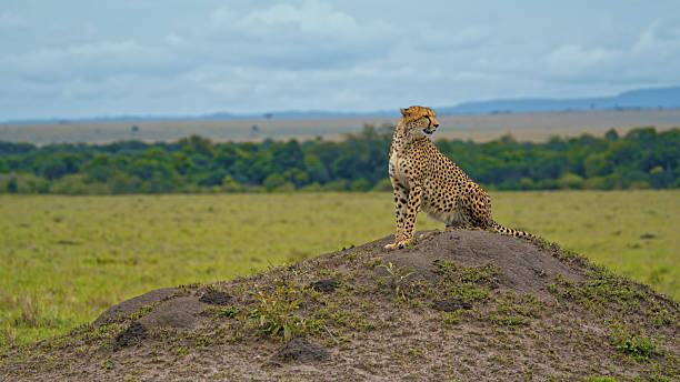 istock Vigilant Cheetah Posing on Elevated Terrain in Masai Mara 2235460612