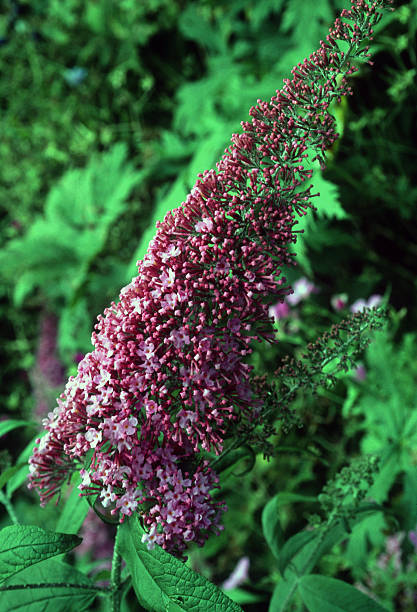 The unique beautiful  Butterfly Bushes in a YARD GARDEN