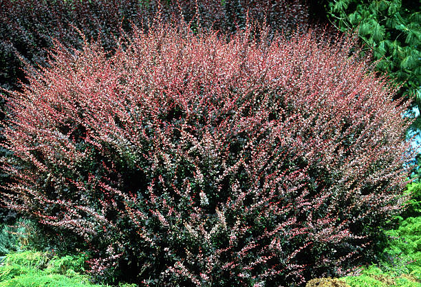 istock Berberis thunbergii ‘Rose Glow’, the Japanese barberry 2235462428