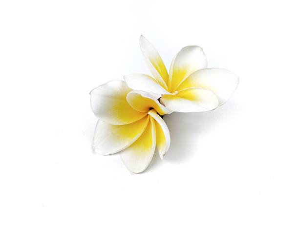 istock Beautiful frangipani flower (plumeria alba) isolated on white background 2235462926