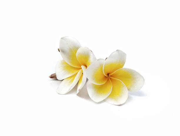 istock Beautiful frangipani flower (plumeria alba) isolated on white background 2235462927