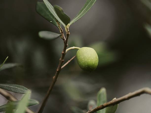 Green olive seed on a branch