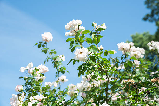 istock Delicate New Dawn Roses from the Large Flowered Climber group blooming under blue sky, soft pink petals and lush flowers in summer sunlight. 2235467910