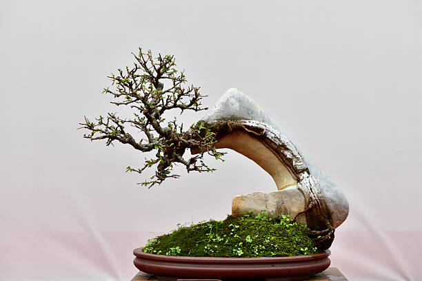istock Chinese Fine Bonsai 2235468742